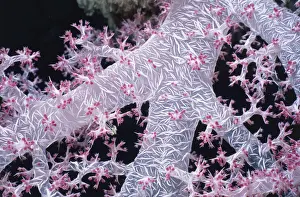 Alcyonarian Coral