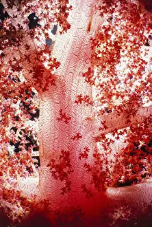 Alcyonarian Coral