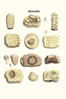 Prehistoric Prints: Alcyonite