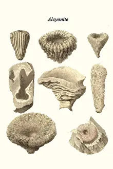 Prehistoric Prints: Alcyonite
