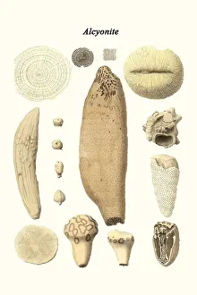 Prehistoric Prints: Alcyonite