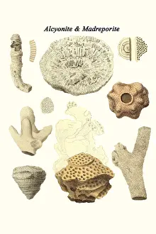 Prehistoric Prints: Alcyonite & Madreporite