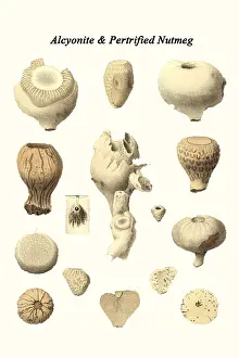 Prehistoric Prints: Alcyonite & Petrified Nutmeg