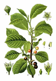 Medicinal and Herbal Plant Illustrations Collection: alder buckthorn, glossy buckthorn, breaking buckthorn