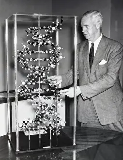 Scale Model Prints: Alexander Todd Points At Molecule Model