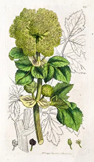 Images Dated 19th May 2016: Alexanders plant much appreciated by horses