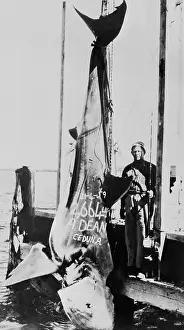 Fisherman Prints: Alf Dean with Record Breaking Great White Shark
