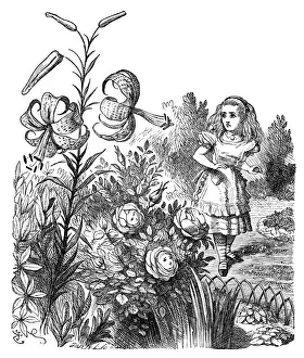 Images Dated 14th January 2014: Alice through the looking glass