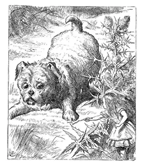 Animal Stage Prints: Alice in Wonderland