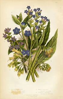 Images Dated 1st February 2016: Alkanet, Bugloss, Borage, Comfrey, Victorian Botanical Illustration