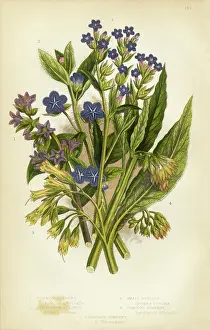Alkanet, Bugloss, Borage, Comfrey, Victorian Botanical Illustration