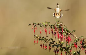 Susan Gary Photography Gallery: Allens Hummingbird