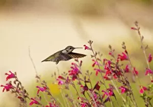Huntington Beach California Gallery: Allens Hummingbird in Flight