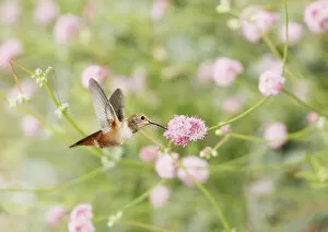 Bokeh Gallery: Allens Hummingbird at pink wildflowers