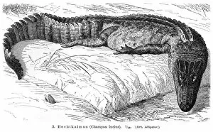 Images Dated 24th July 2016: Alligator engraving 1896