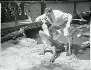 Alligator Prints: Alligator Farm Worker Feeding Large Alligator