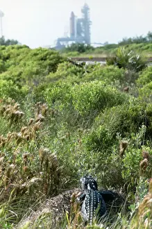 Marsh Prints: Alligator and Space Shuttle