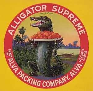 Florida Prints: Alligator Supreme