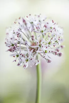 Images Dated 19th May 2017: Allium