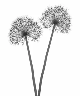 Flowers and Plants Inside Out Collection: Two alliums, X-ray