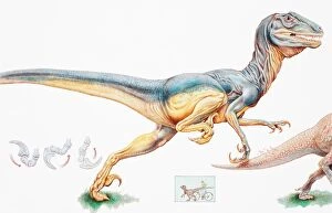 Allosaurus, bipedal carnivorous dinosaur