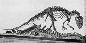 Prehistoric Prints: Allosaurus Dinosaur Skeleton