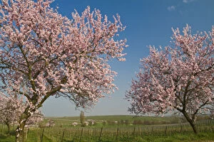 Almond blossom in the Palatinate, Rhineland-Palatinate, Germany, Europe