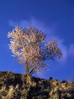 Images Dated 9th March 2015: Almond-tree in flower with crepuscular light
