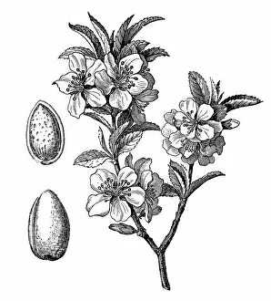 Images Dated 16th October 2016: Almond tree (Prunus dulcis, Prunus amygdalus)