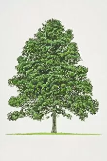 Images Dated 28th June 2006: Alnus glutinosa, Common Alder tree