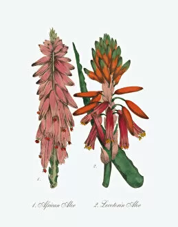 Images Dated 6th July 2016: Aloe and African Aloe Victorian Botanical Illustration