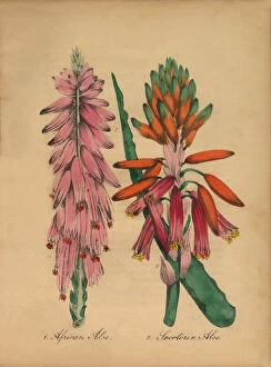 Images Dated 6th July 2016: Aloe and African Aloe Victorian Botanical Illustration