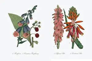 Aloe and African Aloe Victorian Botanical Illustration