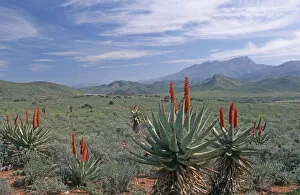 Aloe, Arid Climate, Arid Landscape, Cloud, Desert, Desert Plant, Leaf, Little Karoo