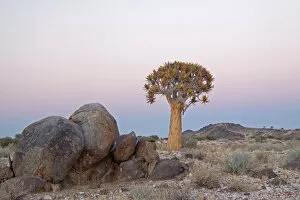 Images Dated 7th October 2010: aloe dichotoma, arid, beauty in nature, botany, clear sky, colour image, copy space