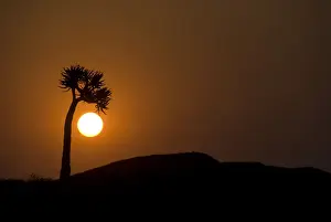 aloe dichotoma, beauty in nature, copy space, hill, horizon over land, horizontal