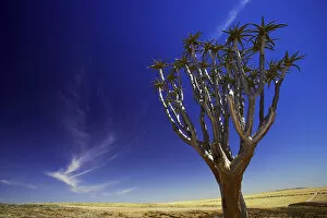 Images Dated 6th April 2007: aloe dichotoma, day, horizontal, kokerboom, landscape, nature, no people, non-urban scene