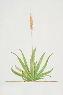 Succulent Plant Gallery: Aloe, flowering Aloe vera plant