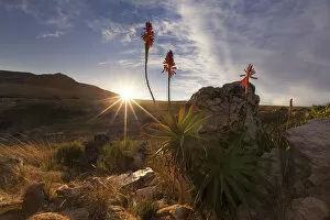 Images Dated 11th June 2016: Aloe on a high mountain rocks landscape sunset with cloudy skies - Dullstroom, South Africa