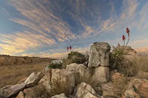 Aloe on a high mountain rocks landscape sunset with cloudy skies - Dullstroom South Africa