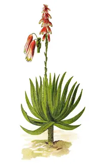 Aloe Vera (aloe socotrina)