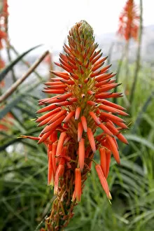 Portuguese Gallery: Aloe Vera flower, Madeira, Portugal, Europe