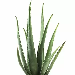Images Dated 27th August 2013: Aloe vera plant