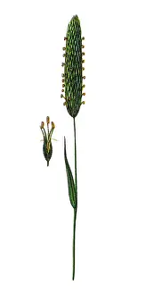 Alopecurus pratensis, known as the meadow foxtail or the field meadow foxtail