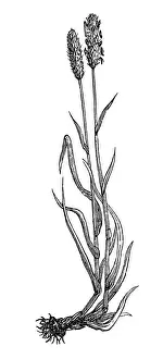Seed Prints: Alopecurus pratensis (meadow foxtail)