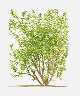 Images Dated 21st June 2010: Aloysia triphylla (Lemon Verbena), flowering shrub with green leaves