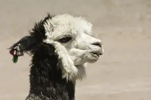 Alpaca (Lama pacos), Lauca National Park, Arica and Parinacota Region, Chile, South America