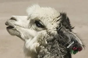 Camelidae Collection: Alpaca (Lama pacos), Lauca National Park, Arica and Parinacota Region, Chile, South America