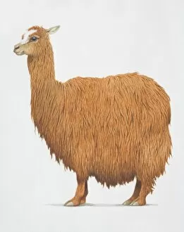 Alpaca, Lama pacos, with shaggy brown fur, side view