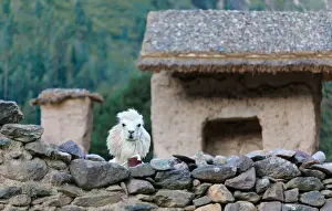 Urubamba Province Prints: Alpaca in Ollantaytambo ruins, Peru